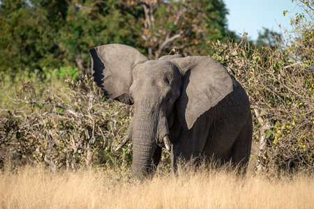 Elephant in the Moremi Game Reserve (Okavango River Delta), National Park, Botswana