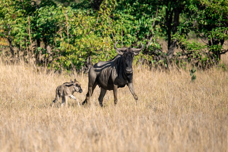 Blue wildebeest (Connochaetes taurinus)の写真素材