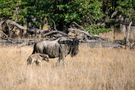 Wildebeest (Connochaetes taurinus) in the Chobe National Park, Botswana.の写真素材