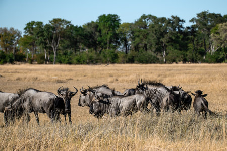 Blue wildebeest in the Moremi Game Reserve (Okavango River Delta), National Park, Botswanaの写真素材