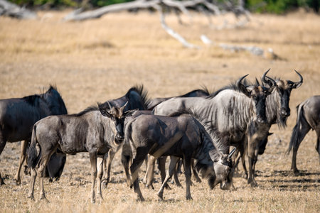 Blue wildebeest (Connochaetes taurinus) in Serengeti National Park, Tanzaniaの写真素材