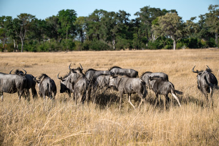 Wildebeest in the Moremi Game Reserve (Okavango River Delta), National Park, Botswanaの写真素材