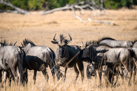 Blue wildebeest (Connochaetes taurinus) in Chobe National Park, Botswana, Africaの写真素材