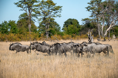 Blue wildebeest in the Okavango Delta - Moremi National Park in Botswanaの写真素材