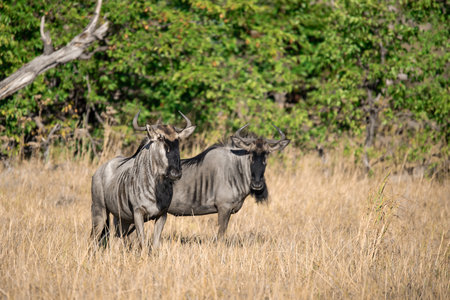 Blue wildebeest (Connochaetes taurinus) in the Chobe National Park, Botswana.の写真素材