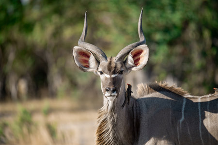 Male Kudu in the Moremi Game Reserve (Okavango River Delta), National Park, Botswanaの写真素材