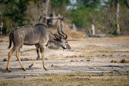 Greater Kudu - Tragelaphus strepsicerosの写真素材
