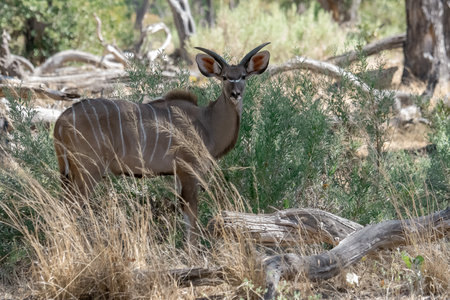 Male Kudu in the Kgalagadi Transfrontier Park, South Africaの写真素材