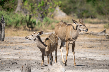 Greater Kudu - Tragelaphus strepsicerosの写真素材