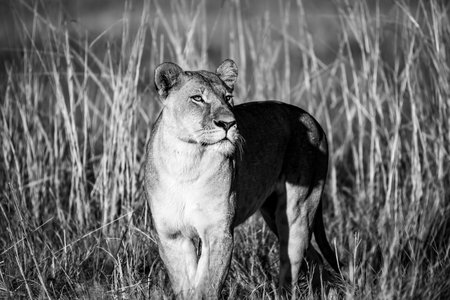 Lioness in the Okavango Delta - Moremi National Park in Botswanaの写真素材