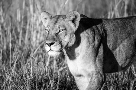 Lioness in the Okavango Delta - Moremi National Park in Botswanaの写真素材