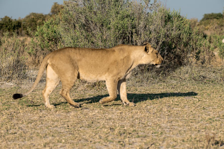 Lioness walking in the Chobe National Park, Botswana.の写真素材