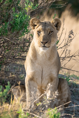 Lioness in the Etosha National Park, Namibiaの写真素材