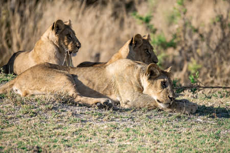 Lioness and lion cubs in the Chobe National Park, Botswana.の写真素材