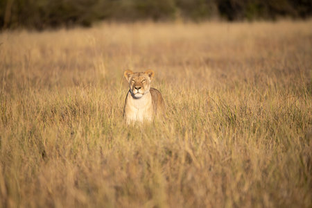 Lioness in the Okavango Delta - Moremi National Park in Botswanaの写真素材