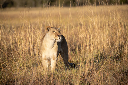 Lioness in the Okavango Delta - Moremi National Park in Botswanaの写真素材