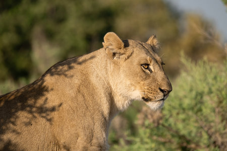 Lioness in the Okavango Delta - Moremi National Park in Botswana