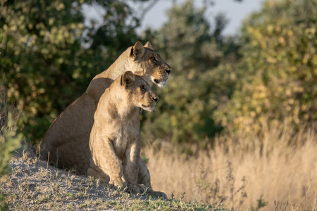 Lioness and lion cubs in the Okavango Delta, Botswana.の写真素材