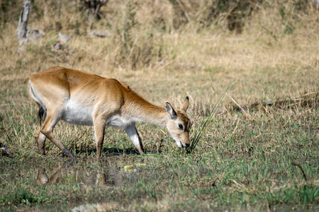 Young antelope in the grassland of Chobe National Park, Botswana.の写真素材