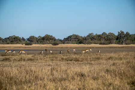 Wild Antelope in Okavango Delta, Botswana, Africaの写真素材