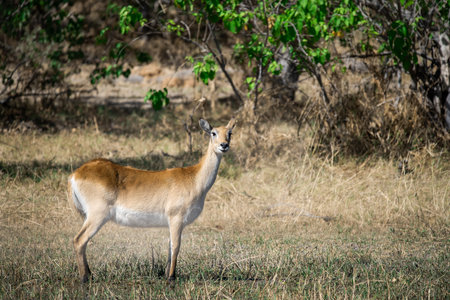 Wild deer in Chobe National Park, Botswana, Africa.の写真素材