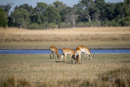 Herd of antelopes in the Okavango Delta - Moremi National Park in Botswanaの写真素材