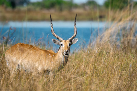 Male Waterbuck (Kobus ellipsiprymnus)の写真素材
