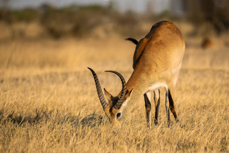 Impala antelope (Aepyceros melampus)の写真素材