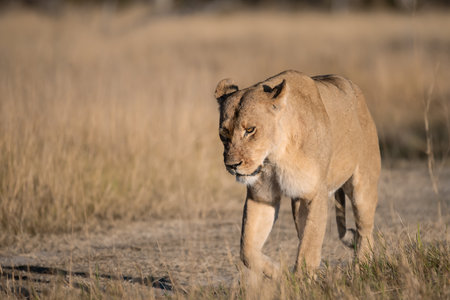 Lioness walking in the grass in the Chobe National Park, Botswana.の写真素材