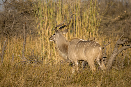Greater Kudu - Tragelaphus strepsicerosの写真素材