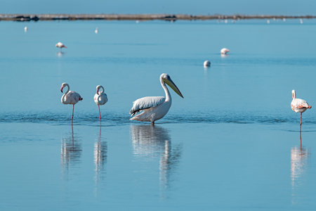 Great White Pelican (Pelecanus onocrotalus) in the lagoonの写真素材