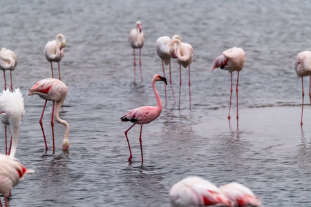 Flamingos in the Lake Nakuru National Park, Kenyaの写真素材