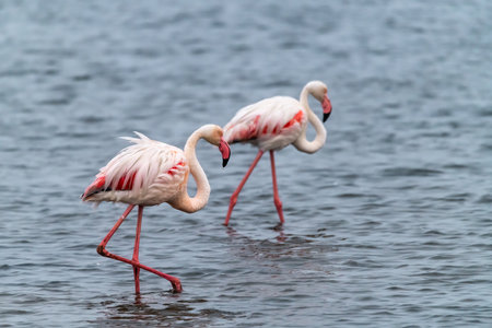 Greater flamingo (Phoenicopterus roseus)の写真素材