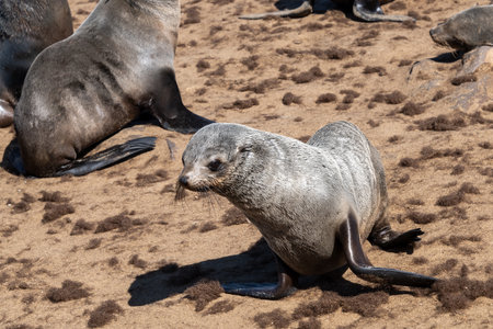Fur seals on the beach of Paracas National park, Peruの写真素材