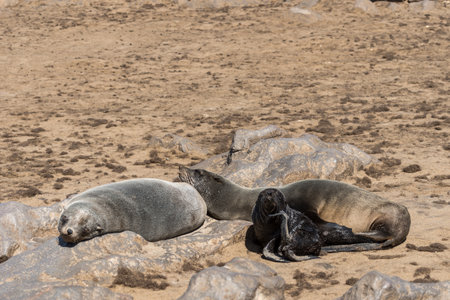 Seals on the coast of the Atlantic Ocean in Namibia.の写真素材