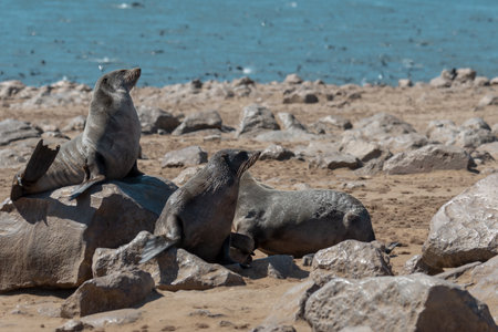 Seals on the coast of the Atlantic Ocean, Namibia.の写真素材