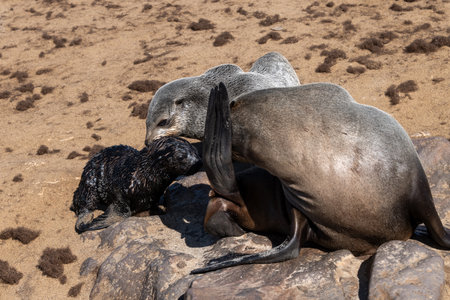 Fur seals on the coast of the Atlantic Ocean in Namibiaの写真素材