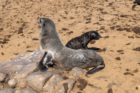 Baby sea lion (Zalophus californianus) and mother on the beach in Namibiaの写真素材