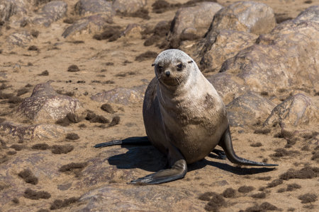Seal on the coast of the Atlantic Ocean, Namibia.の写真素材