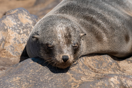 Sea lion sleeping on the rocks on the coast of the Atlantic Ocean in Namibiaの写真素材