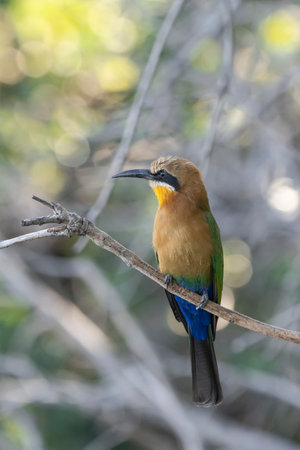 Blue-tailed Bee-Eater (Merops Apiaster)の写真素材