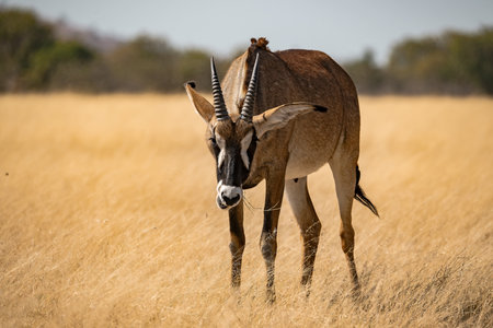 Oryx antelope in the Okavango Delta - Moremi National Park in Botswanaの写真素材