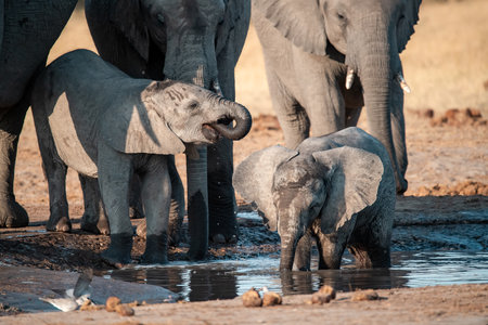 Elephants drinking at a waterhole in Chobe National Park, Botswana, Africaの写真素材