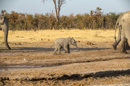 Elephants in Chobe National Park, Botswana, Africaの写真素材