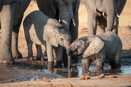 Elephants drinking at a waterhole in Chobe National Park, Botswana, Africaの写真素材