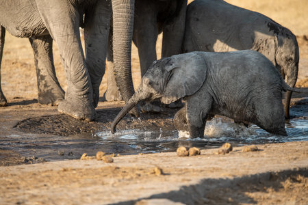 Elephant drinking water at Chobe National Park, Botswana, Africaの写真素材