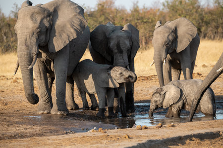 Elephants drinking at a waterhole in Chobe National Park, Botswana, Africaの写真素材