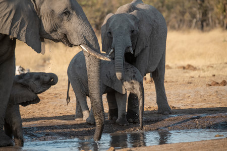 Elephants drinking water at a waterhole in the Chobe National Park, Botswana.の写真素材