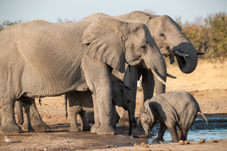 Elephants at a waterhole in Chobe National Park, Botswana, Africaの写真素材