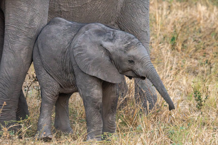 Elephant baby in Chobe National Park, Botswana, Africaの写真素材
